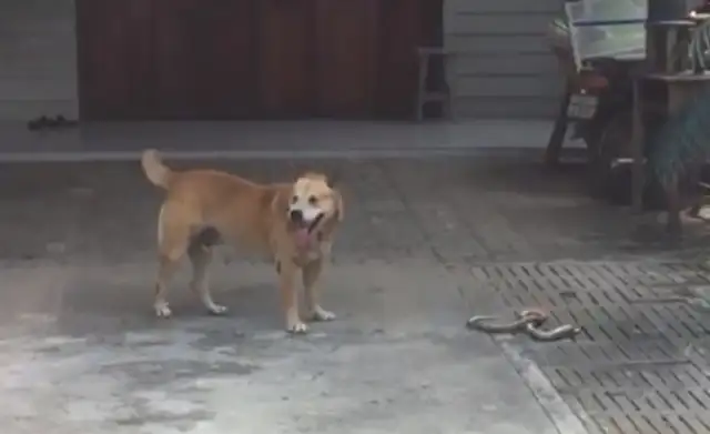 The dog screamed out of the blue, and the master ran to look for it and realized that he was in shock
