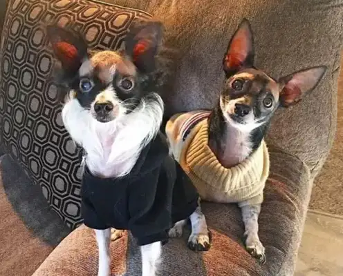 Dogs are born bald and abandoned, super-hot Brother Wang is sick, dog: not alone with you