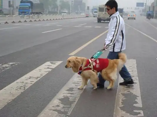 Super blind dogs, desperate to protect their owners
