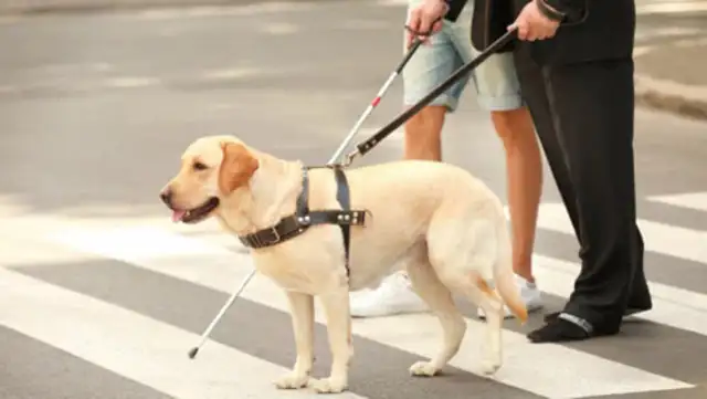 Super blind dogs, desperate to protect their owners
