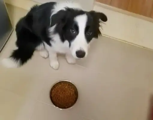 I saw the master cook and asked for the dog food to be put in the pot