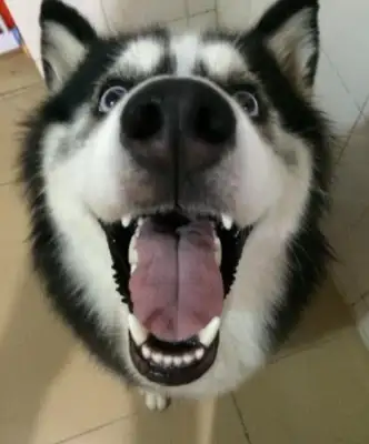 The house's air conditioner's broken. The owner of the dog jumps the wall