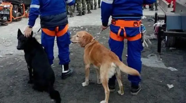 Seismic search and rescue dogs are lost