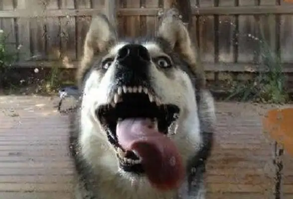 The house's air conditioner's broken. The owner of the dog jumps the wall