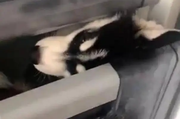 The dog ate the meat, the owner turned it off in the fridge, forgot the time