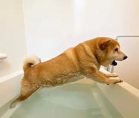 The dog's afraid of thunder in the tub and the black cat's brother: Don't be afraid of me