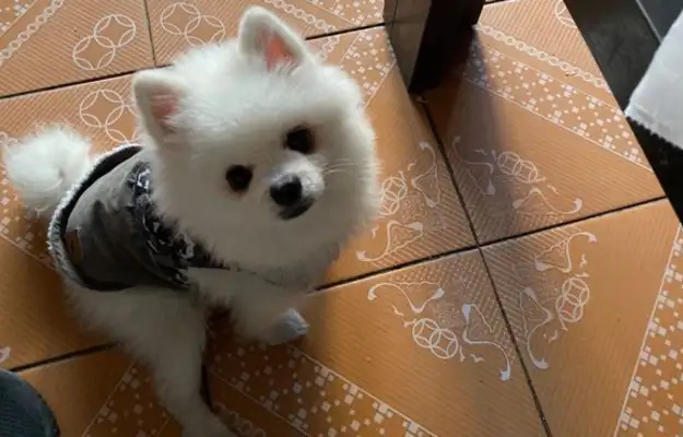 Bommy's got a way to pick out a guy who's upset, dog: I'm having fun