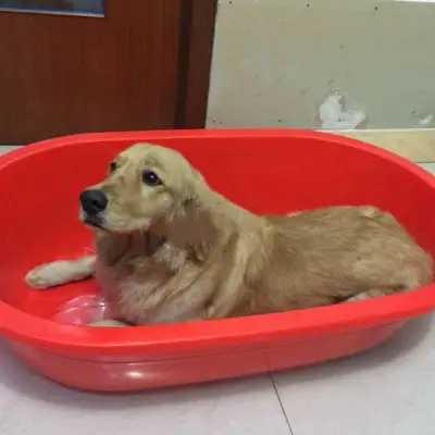 The dog's afraid of thunder in the tub and the black cat's brother: Don't be afraid of me