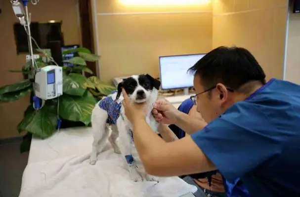 The pet hospital won't tell you. They're always available at home. Dogs don't worry about getting sick anymore