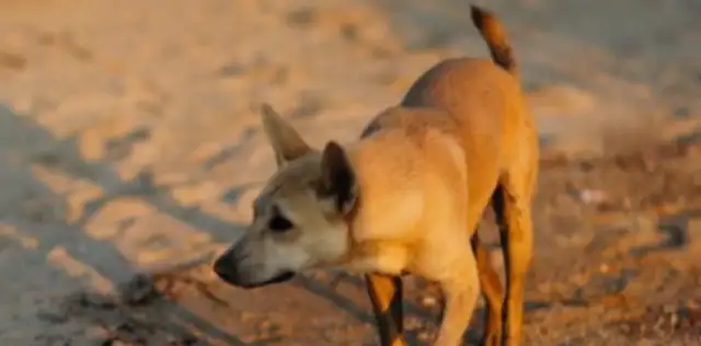 The pet dog "sniffs" breast cancer and the hostess lives