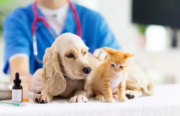 The pet hospital won't tell you. They're always available at home. Dogs don't worry about getting sick anymore