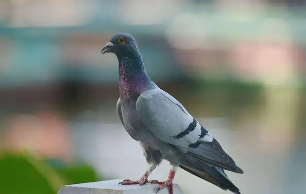 It's the most effective way to get a pigeon's cyst. Try these