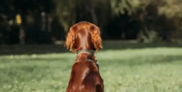 The pet dog