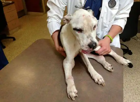 The pet hospital won't tell you. They're always available at home. Dogs don't worry about getting sick anymore