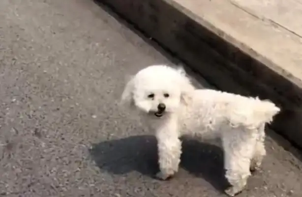 A stray bear who doesn't want to be rescued, chases the electric car. Dog: Why didn't the master wait for me