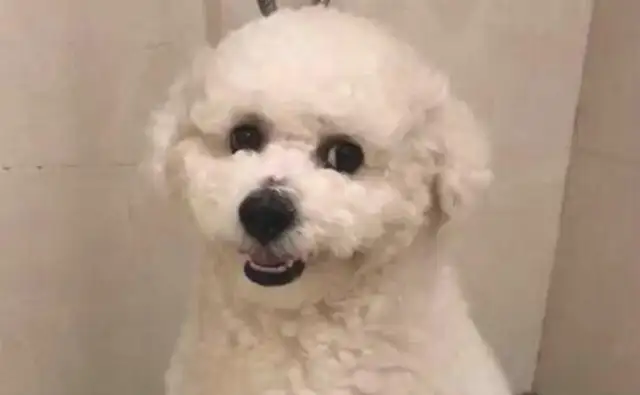 The dog showered like a cavity. The whole thing was still moving