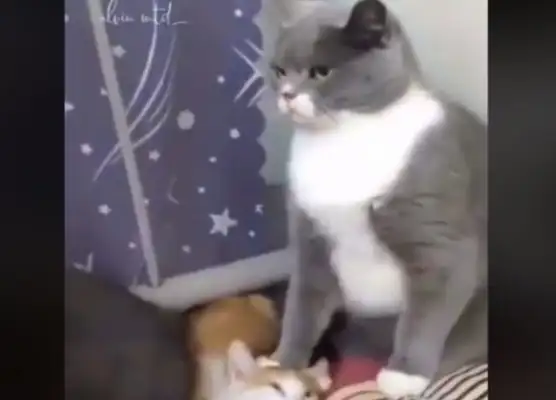 I'll let you know who's boss