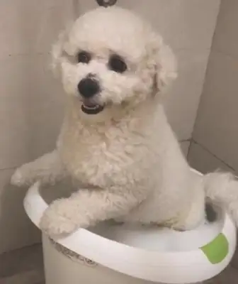 The dog showered like a cavity. The whole thing was still moving
