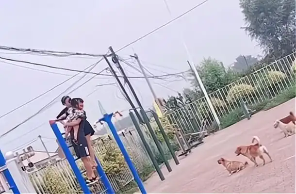 Liao Ning Shenyang's family are surrounded by dogs, they dare not come down with equipment