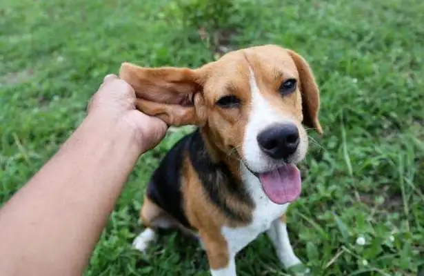 The pet hospital won't tell you. They're always available at home. Dogs don't worry about getting sick anymore