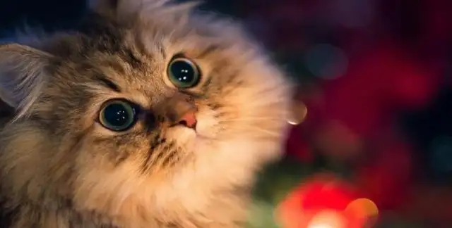 Why should I have a cat and a dog? Because no matter what time I get back, he's waiting for me at the door