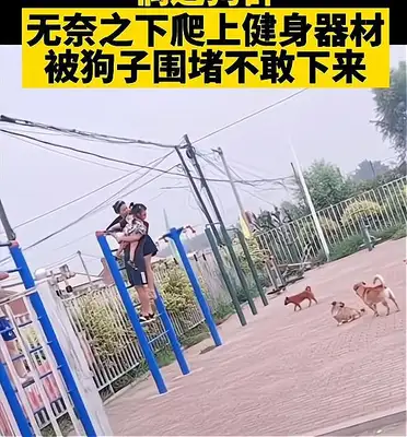 Liao Ning Shenyang's family are surrounded by dogs, they dare not come down with equipment