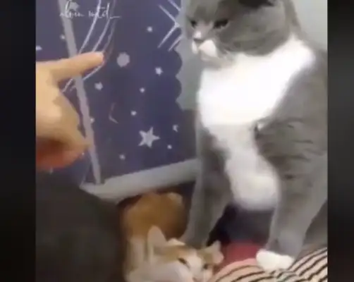 I'll let you know who's boss