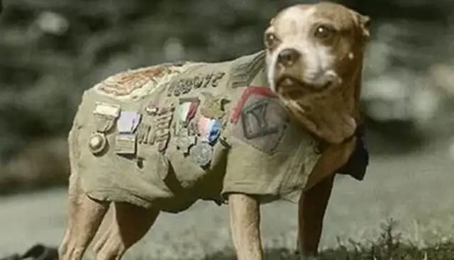 Don't underestimate this ordinary dog. It's a real World War I hero with a lot of military merit