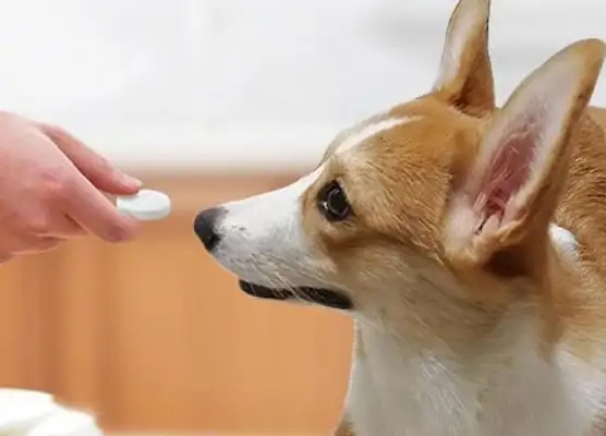 The pet hospital won't tell you. They're always available at home. Dogs don't worry about getting sick anymore