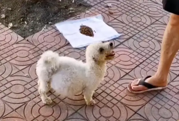 It's hard for a stray dog to come out and ask for help