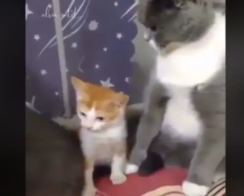 I'll let you know who's boss