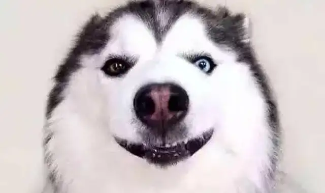 Go home and look at the window and cry. Master: Stupid dog, I don't want it