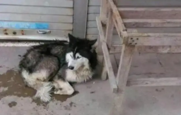 The roadman sent a box of food to the stray dog, and the scene was surrounded, and no crying