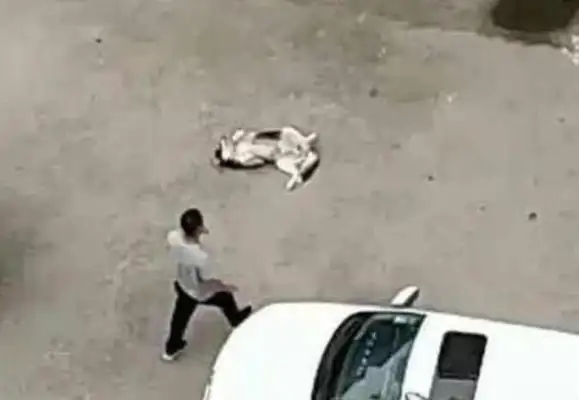 Go home and look at the window and cry. Master: Stupid dog, I don't want it