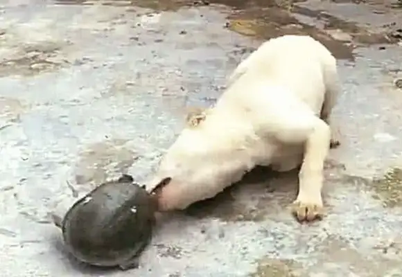 The little doggy screamed, and the owner went out and laughed, and he couldn't even win