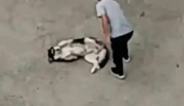 Go home and look at the window and cry. Master: Stupid dog, I don't want it