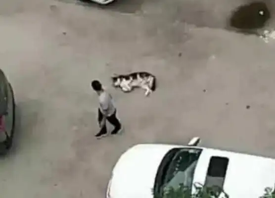 Go home and look at the window and cry. Master: Stupid dog, I don't want it