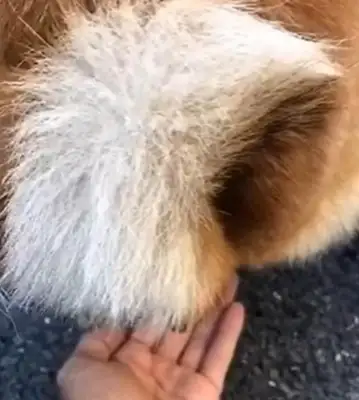 The dog forgot his paper and the owner put his hand under the dog's ass