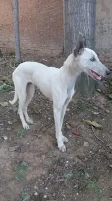 The owner of the Anyang dog apologized at night, saying he was no longer a dog in the neighborhood, that the 78-year-old had been bitten for an apology, that he didn't pay for the rabid vaccine