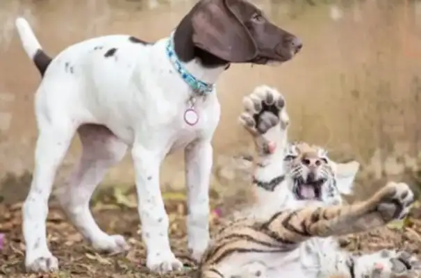 The tiger who was abandoned by his mother, met a warm dog, and held him in his arms