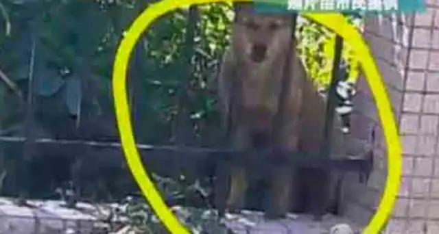 A couple of instructors are being blamed by society for their partnership in killing dogs for cooking under the girls' dorm