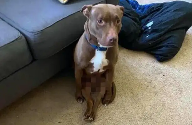 Two of the dog's back feet are straight ahead