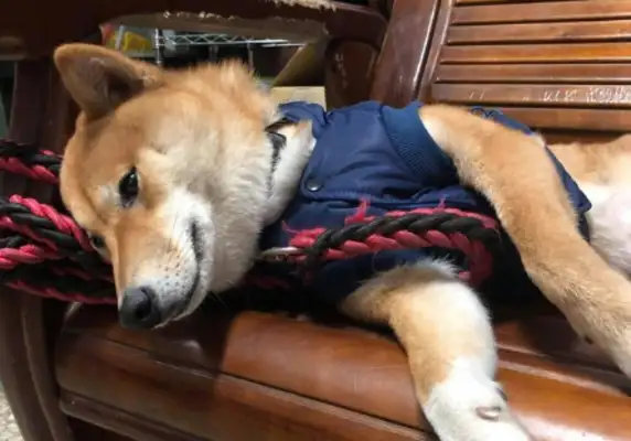 The dog forgot his paper and the owner put his hand under the dog's ass