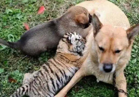 The tiger who was abandoned by his mother, met a warm dog, and held him in his arms