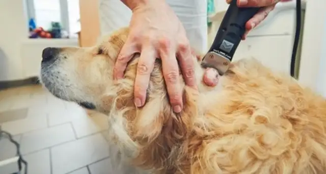 The swollenness of the dog: the circumstances that require attention