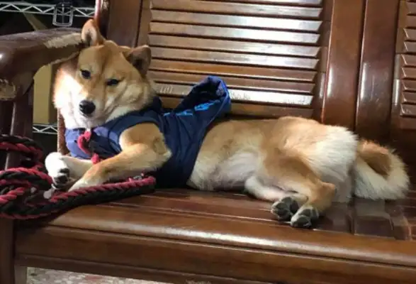 The dog forgot his paper and the owner put his hand under the dog's ass