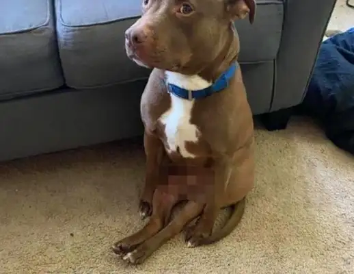 Two of the dog's back feet are straight ahead