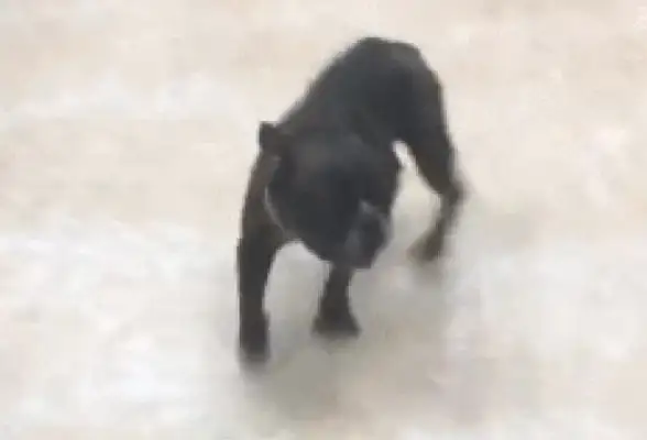 He ran into the police station and tied him up with his feet