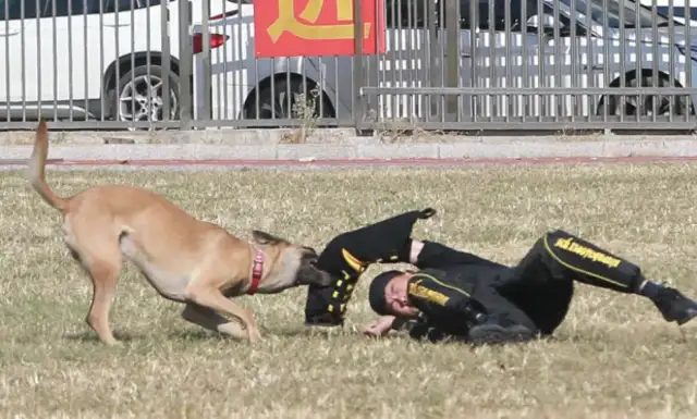 Chite police: solid promotion of dog training