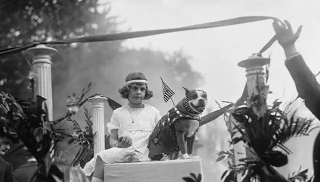 Don't underestimate this ordinary dog. It's a real World War I hero with a lot of military merit